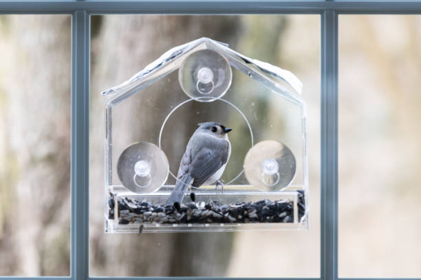 istock One tufted titmouse perched on plastic window bird feeder looking back with suction cups, sunflower seeds in Virginia 1147857850
