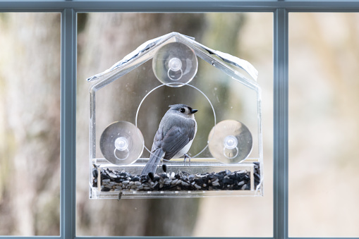 One tufted titmouse perched on plastic window bird feeder looking back with suction cups, sunflower seeds in Virginia
