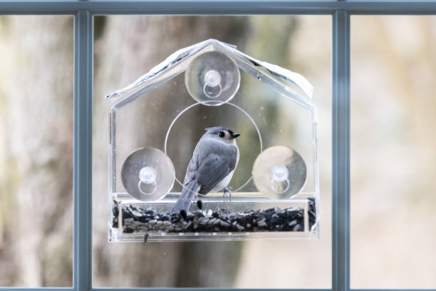 One tufted titmouse perched on plastic window bird feeder looking back with suction cups, sunflower seeds in Virginia stock photo