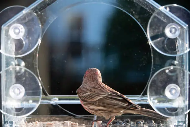 Closeup of male red purple house finch bird perched on plastic glass window feeder in Virginia eating sunflower seeds