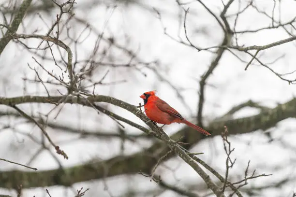Red northern cardinal Cardinalis bird or redbird perched on tree branch during winter snow in Virginia