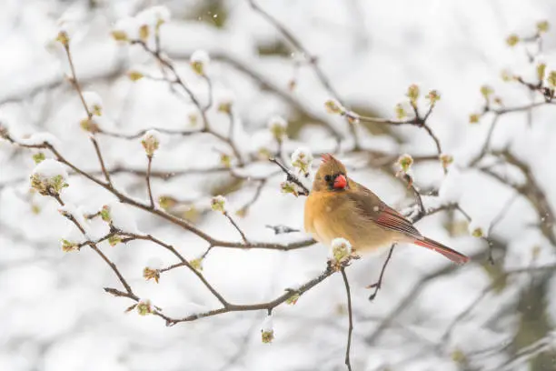One female brown northern cardinal Cardinalis bird perched on tree branch during winter snow in northern Virginia with red beak and flower buds