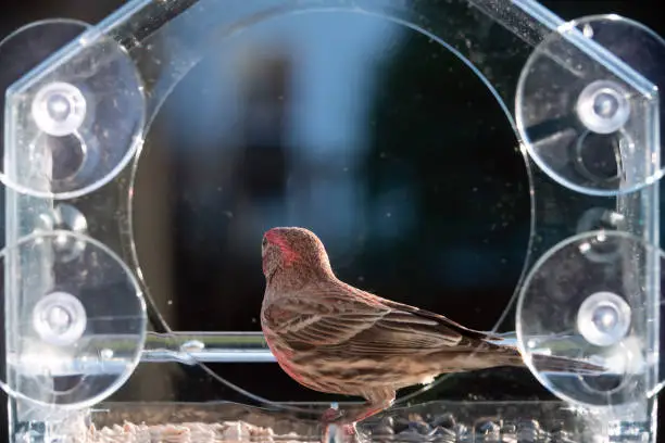 Closeup side of male red house finch bird perched on plastic glass window feeder in Virginia eating sunflower seeds
