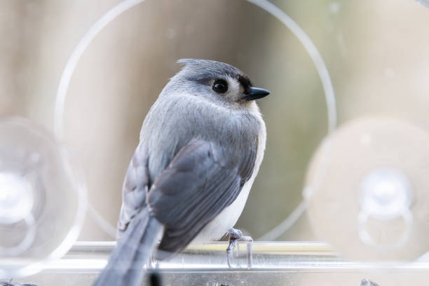 One tufted titmouse macro closeup perched on plastic window bird feeder looking back with suction cups, sunflower seeds in Virginia