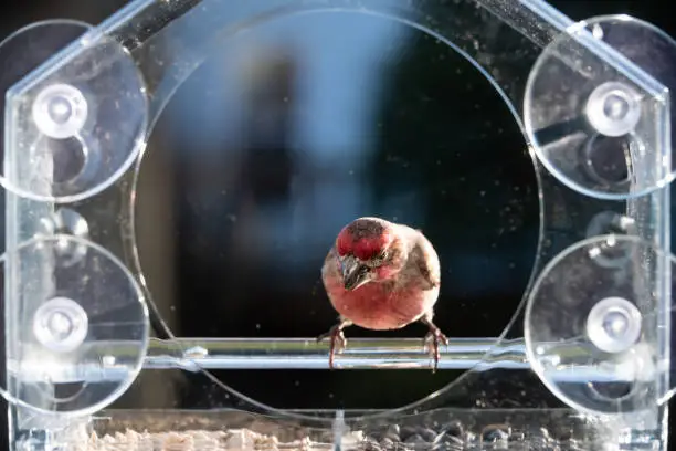 Closeup front of one male red house finch bird sitting perched on plastic glass window feeder in Virginia eating sunflower seeds