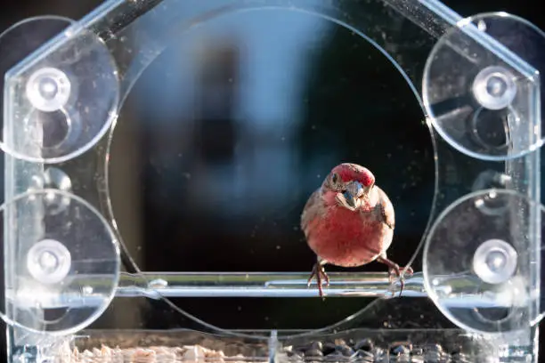 Front of one male red house finch bird perched on plastic glass window feeder in Virginia eating sunflower seeds