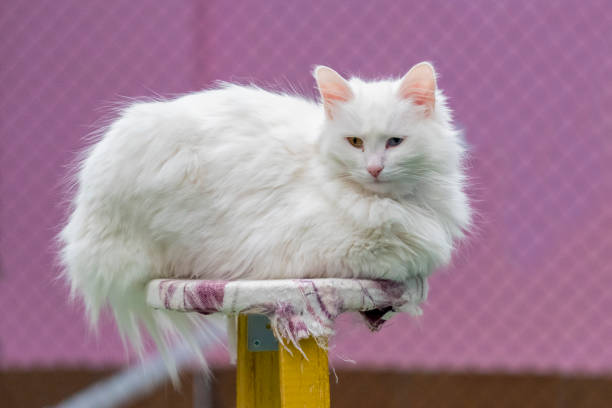 istock Internationally famous blue and yellow eyed Turkish van cat 1147858901