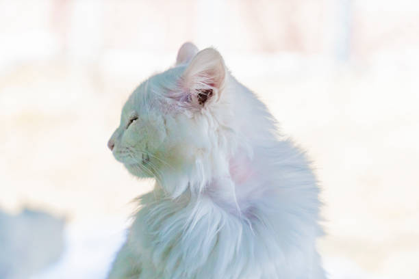 Animal photography shot with a 85 mm 1.4.