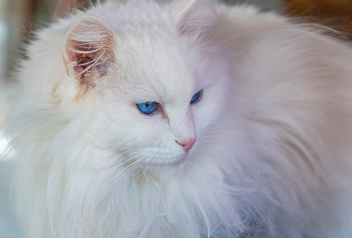 Internationally famous Turkish Van cats have colorful eyes. Photograph taken at eastern Anatolia city Van, cat house