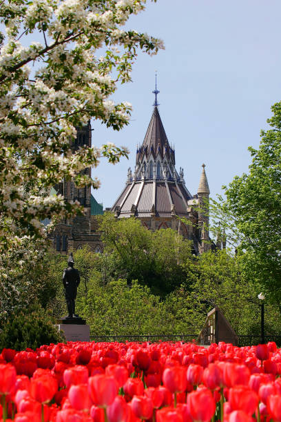 istock Gothic building with a foreground of red tulips 1147860548