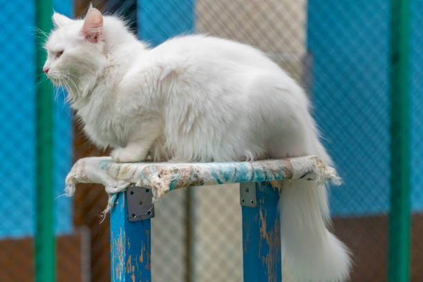 istock Internationally famous blue and yellow eyed Turkish van cat 1147861185