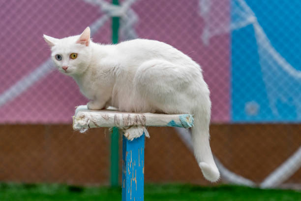 istock Internationally famous blue and yellow eyed Turkish van cat 1147861271