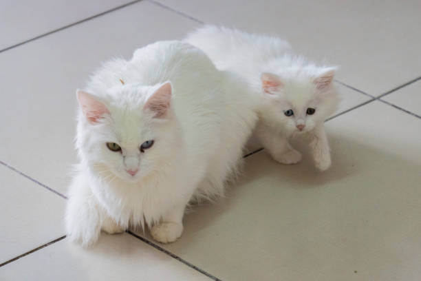 Internationally famous Turkish Van cats have colorful eyes. Photograph taken at eastern Anatolia city Van, cat house