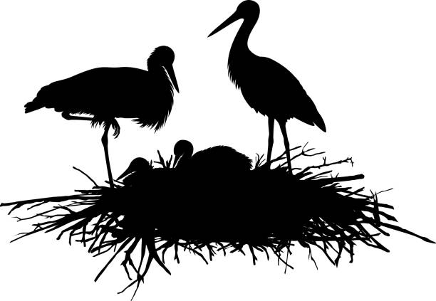 illustrazioni stock, clip art, cartoni animati e icone di tendenza di vettore silhouette famiglia di cicogne nel nido - birds nest animal nest branch spring