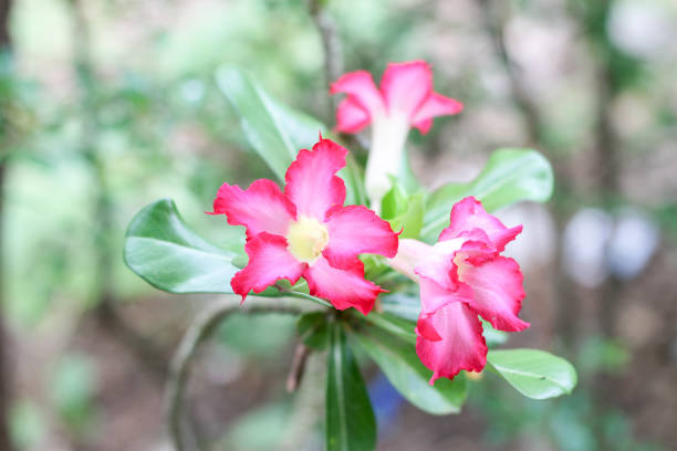 istock The pink azalea is blooming in the park. 1147864372