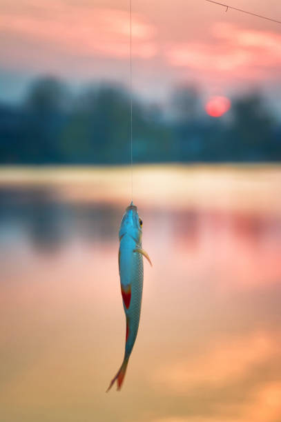 istock rudd fish (Scardinius erythrophthalmus)  on background lake on sunset. 1147864459