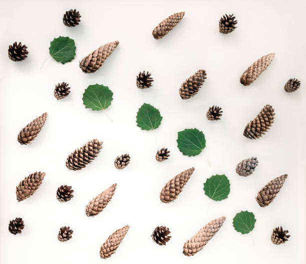 istock Fir cones and green leaves flat lay 1147865128