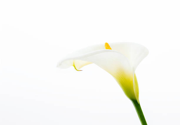 Close Up of a Beautiful Calla Lilies Flower Isolated on the White Background stock photo