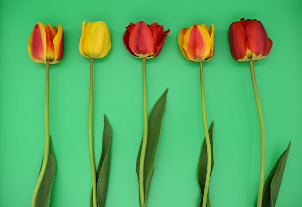 istock Fresh flowers tulips on a green background.  Background, holidays, postcard 1147865131