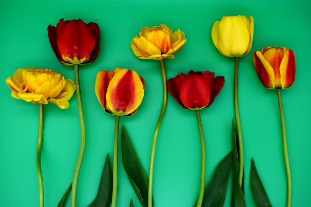 istock Fresh flowers tulips on a green background.  Background, holidays, postcard 1147865203