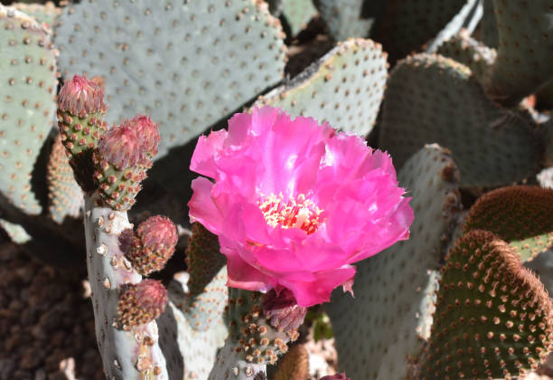 istock Hot Pink Cactus Flower and Buds 1147867693