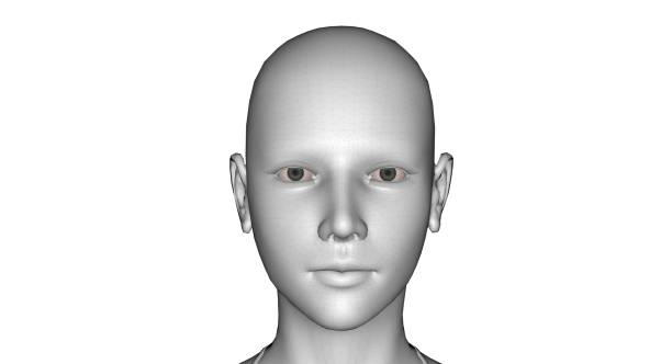 istock Woman Body Parts 3D Rendering 1147871618