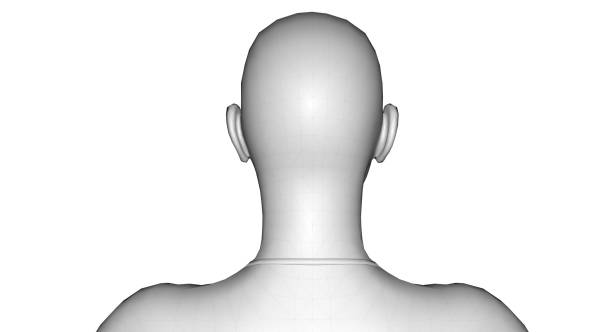 istock Woman Body Parts 3D Rendering 1147871654