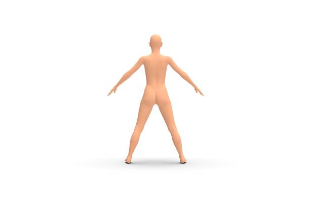 istock Woman Body Parts 3D Rendering 1147871721