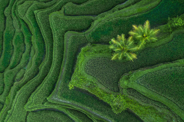 вид с воздуха на рисовые террасы тегаллаланг бали - on top of grass scenics field стоковые фото и изображения