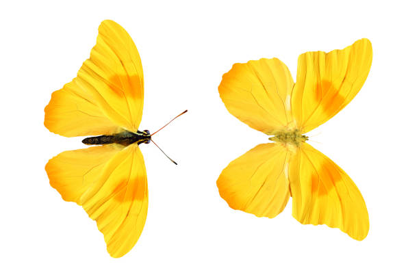 istock yellow butterfly isolated on white background. tropical insects. 1147876483