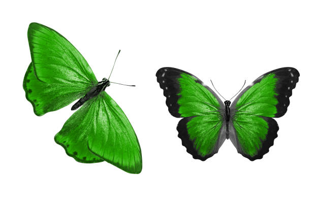 istock green butterflies. Isolated on white background. color insect. 1147876491