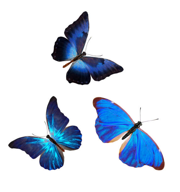 istock flock of blue butterflies isolated on white 1147876498