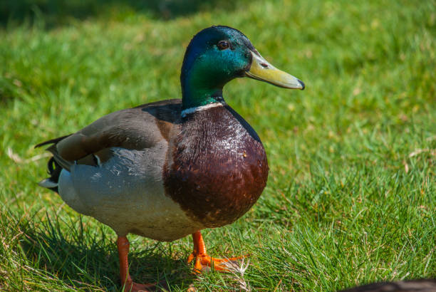 istock A wild mallard duck on the grass in richmond park. 1147876897