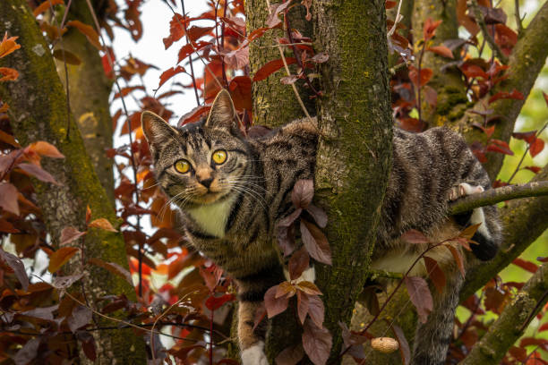 istock Cat in the tree looking at you 1147880329