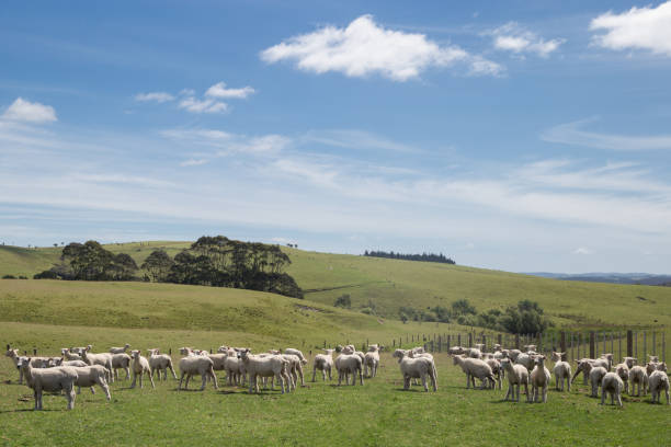 istock Sheep in New Zealand 1147881625