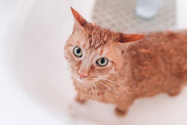 istock Domestic Cat Yellow bathing 1147883956