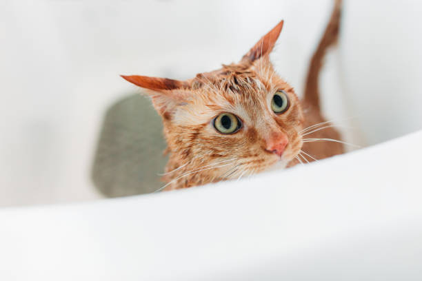 istock Domestic Cat Yellow bathing 1147883963