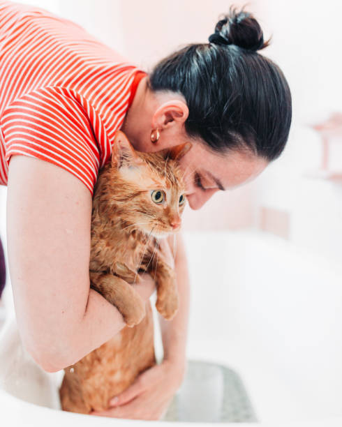 istock Domestic Cat Yellow bathing 1147883968