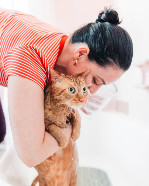 istock Domestic Cat Yellow bathing 1147883978