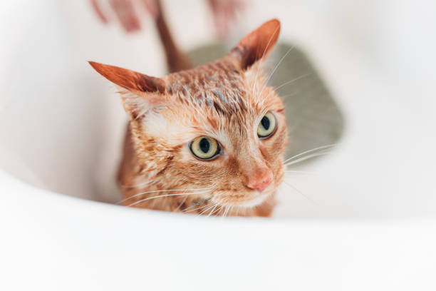 istock Domestic Cat Yellow bathing 1147883988