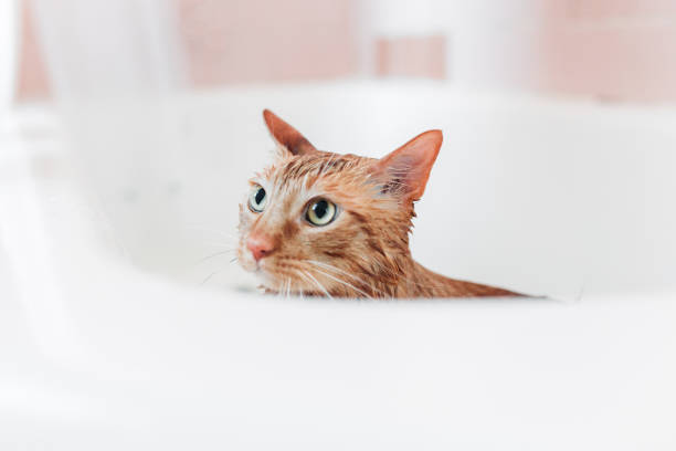 istock Domestic Cat Yellow bathing 1147884115