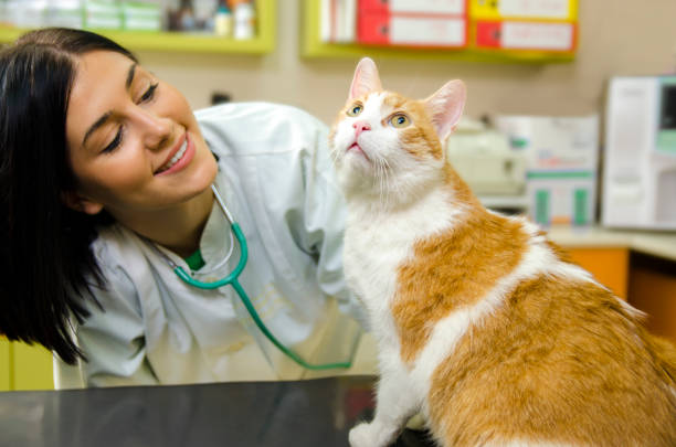 istock Curious cat looking at ceiling at vet clinic 1147885183