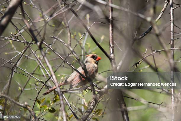 Female Cardinal Bird Singing On A Tree Stock Photo - Download Image Now - Animal, Animal Wildlife, Animal's Crest