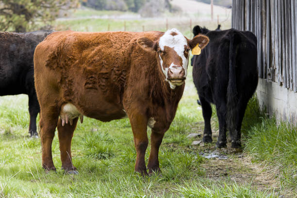 istock Curious cow in the pasture. 1147887544