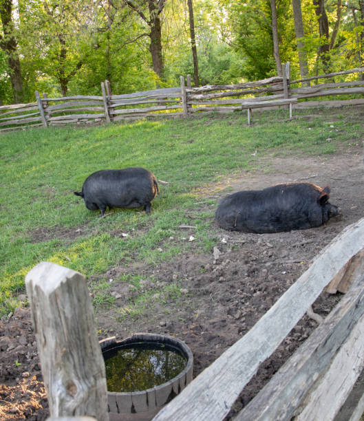 две свиньи в ручке - pig barrel pork farm стоковые фото и изображения