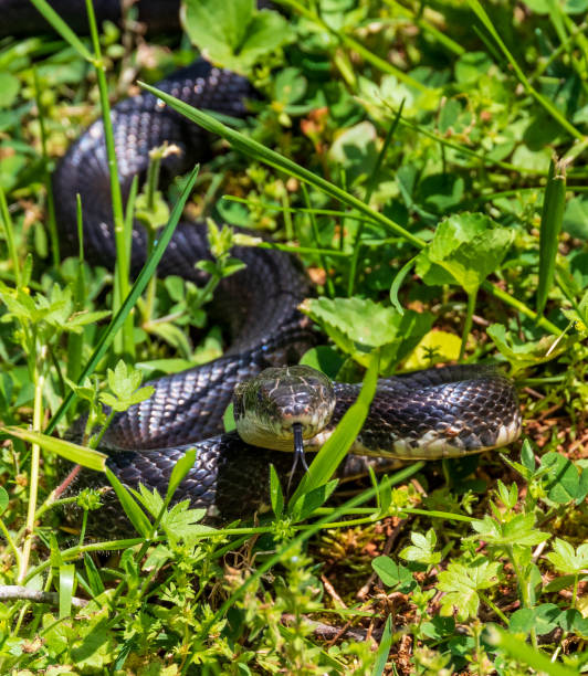 istock Female black rat snake 1147887659