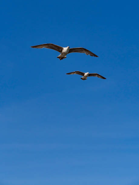 istock Seagull Flying in the blue sky 1147888259
