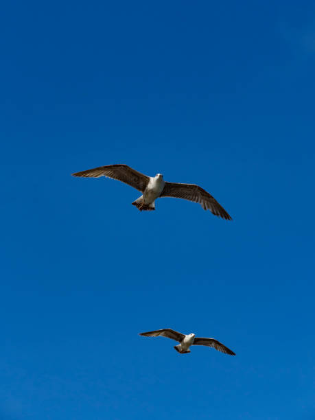 istock Seagull Flying in the blue sky 1147888648