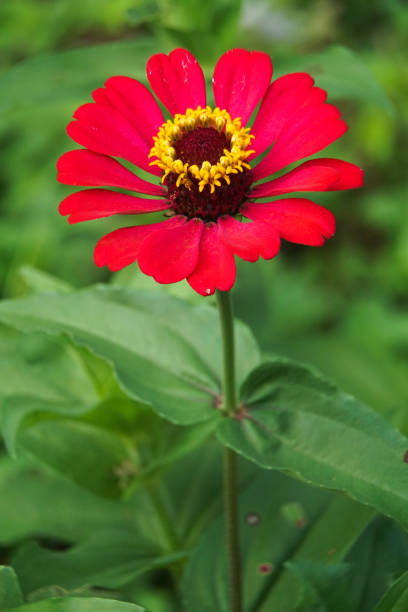 istock Flower head of a red common zinnia elegans 1147889587