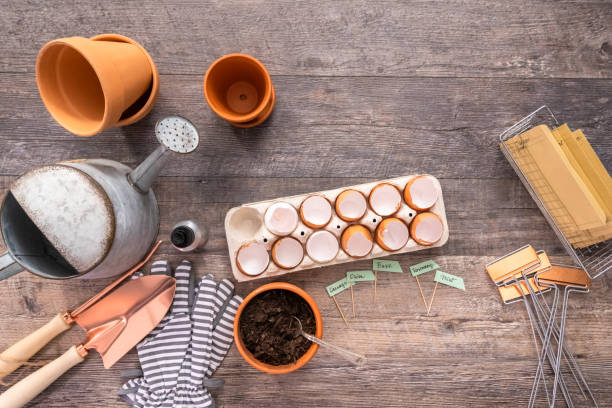 istock Plantings seeds in eggshells and labeling them with small plant tags. 1147891284